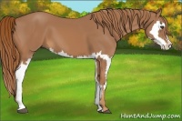 Horse Color:Chestnut Splash Frame