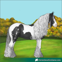 Horse Color:White Spotted Black Splash Tobiano