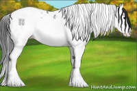 Horse Color:Black Ice Splash Tobiano 