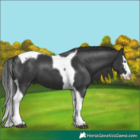 Horse Color:Black Splash Tobiano