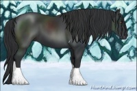 Horse Color:Black Tobiano 