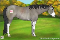 Horse Color:Grullo Sabino Rabicano