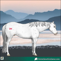 Horse Color:Grullo Sabino Rabicano 