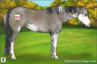 Horse Color:Grullo Sabino 