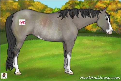 Horse Color:Grullo Sabino Rabicano 