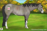 Horse Color:Grullo Sabino Rabicano