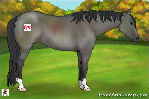 Horse Color:Grullo 