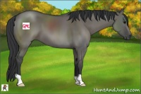 Horse Color:Grullo 