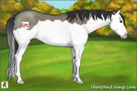 Horse Color:Grullo Splash 