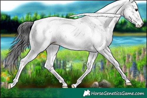 Horse Color:Grullo Sabino 