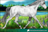 Horse Color:Grullo Sabino 