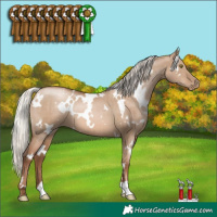 Horse Color:White Spotted Silver Grullo Pearl Brindle 