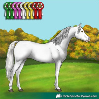Horse Color:White Spotted Silver Grullo Pearl Sabino Appaloosa Rabicano Brindle