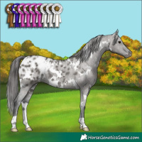 Horse Color:White Spotted Grullo Blanket Rabicano Brindle 