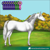 Horse Color:White Spotted Silver Grullo Sabino Appaloosa Brindle