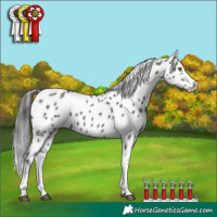 Horse Color:White Spotted Grullo Sabino Appaloosa Rabicano Brindle 