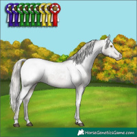 Horse Color:White Spotted Silver Grullo Appaloosa Brindle 
