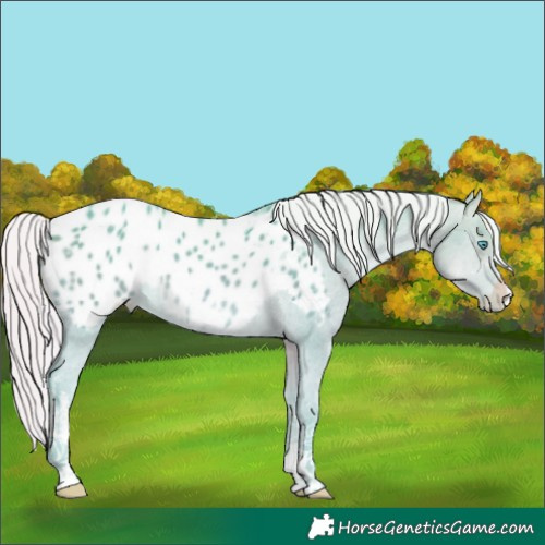 Horse Color:Platinum Watercolor White Spotted Silver Sable Cream Champagne Appaloosa Rabicano 