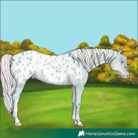 Horse Color:Platinum Watercolor White Spotted Silver Sable Cream Champagne Appaloosa Rabicano 