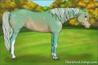 Horse Color:Platinum Watercolor White Spotted Silver Brown Appaloosa Rabicano 