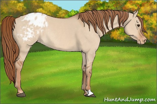 Horse Color:Red Dun Appaloosa Rabicano 
