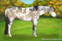 Horse Color:White Spotted Brown Dun Sabino Brindle