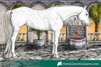 Horse Color:White Spotted Liver Chestnut Pearl Appaloosa 