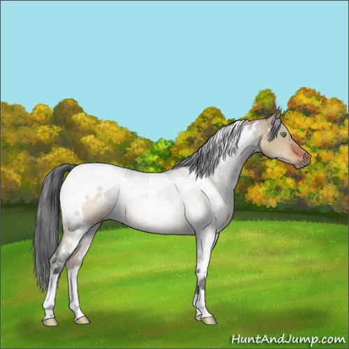Horse Color:White Spotted Brown Dun Rabicano 