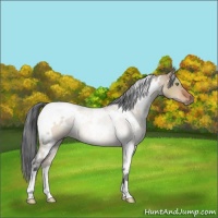 Horse Color:White Spotted Brown Dun Rabicano