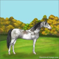 Horse Color:White Spotted Grullo Sabino Rabicano 
