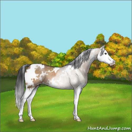 Horse Color:White Spotted Brown Dun Splash Rabicano