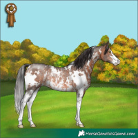 Horse Color:White Spotted Brown Sabino Rabicano