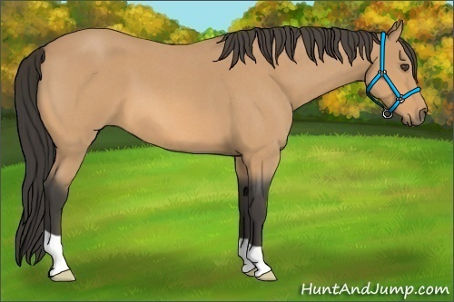 Horse Color:Buckskin Roan 