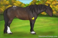 Horse Color:Buckskin Tobiano 