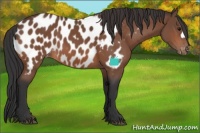 Horse Color:Bay Near Leopard 