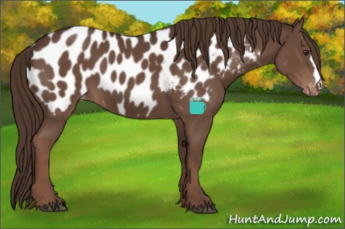 Horse Color:Liver Chestnut Appaloosa 