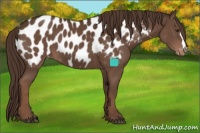 Horse Color:Liver Chestnut Appaloosa 