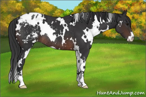 Horse Color:White Spotted Brown Sabino Appaloosa Rabicano