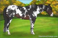 Horse Color:White Spotted Brown Sabino Appaloosa Rabicano 
