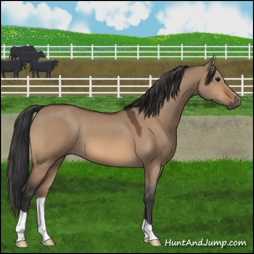 Horse Color:Bay Dun 