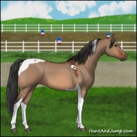 Horse Color:Bay Dun Tobiano 