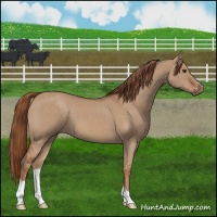 Horse Color:Red Dun 