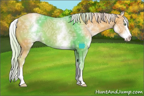 Horse Color:White Spotted Gold Cream Champagne Ice Splash 