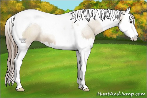 Horse Color:Grullo Pearl Sabino Splash Tobiano