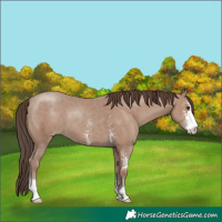 Horse Color:Classic Champagne Sabino