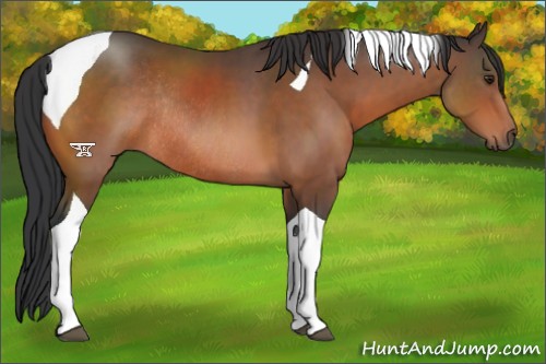 Horse Color:Brown Sabino Tobiano Rabicano 