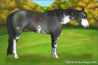 Horse Color:Black Sabino 