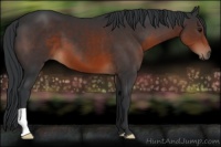 Horse Color:Brown 