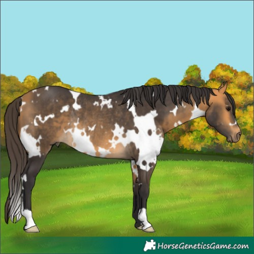 Horse Color:White Spotted Buckskin Rabicano 