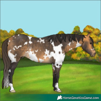 Horse Color:White Spotted Buckskin Rabicano